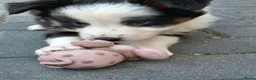 Border Collie honden te koop: Border collie pups - Advertentie 24
