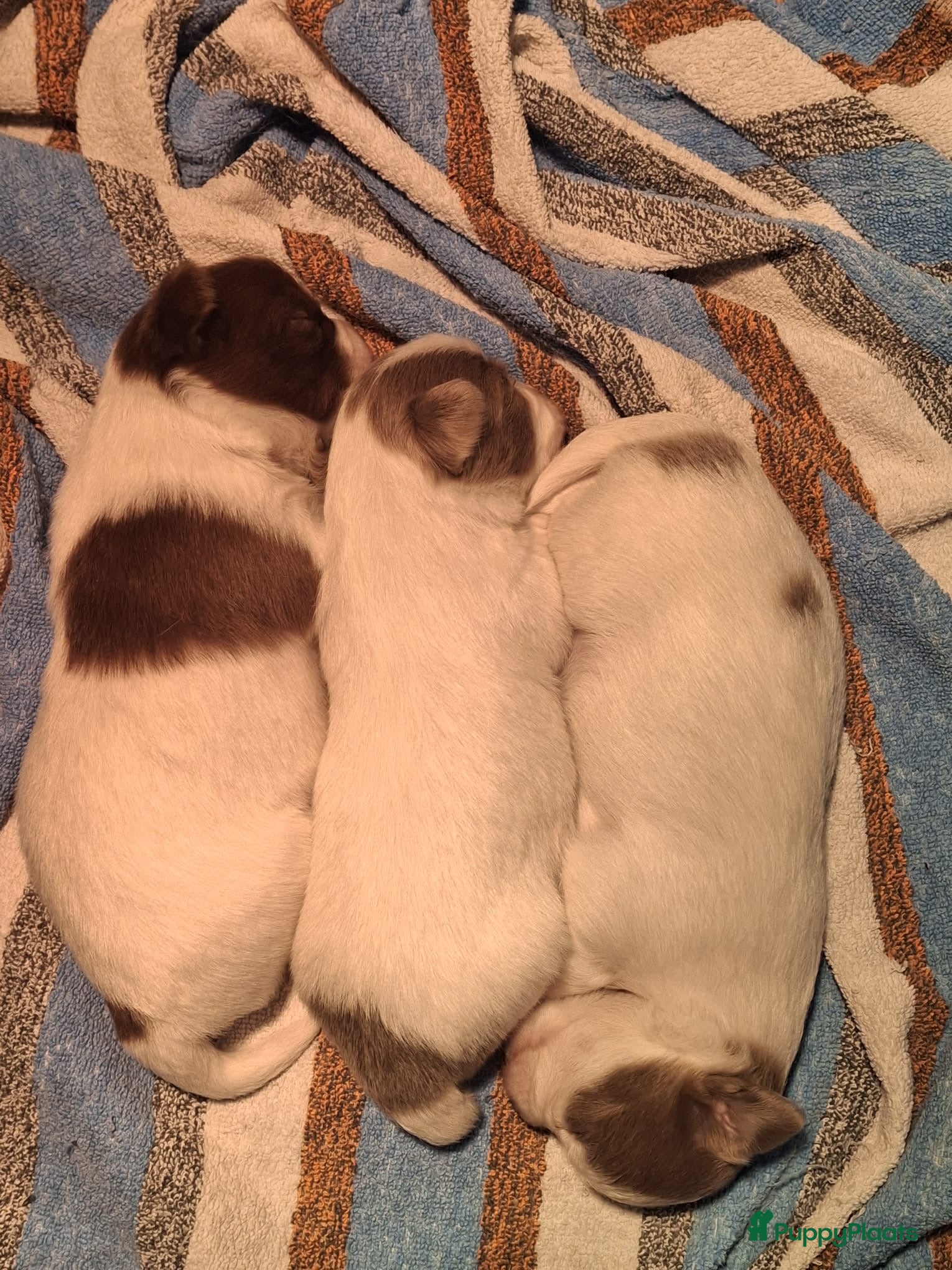 Chihuahua honden Chihuahua pups te koop - Advertentie 1