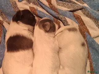 Chihuahua honden Chihuahua pups te koop - Advertentie 1