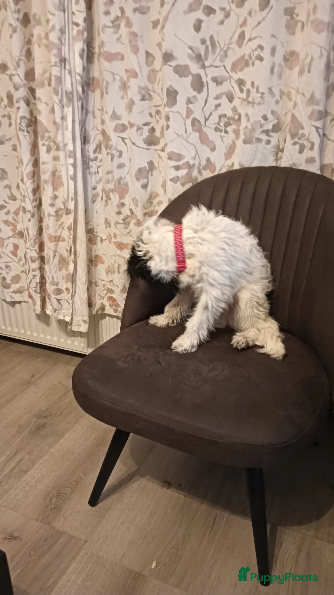 Kruising honden te koop: Maltipoo pup - Advertentie 11