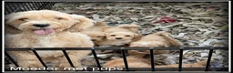 Maltipoo honden te koop: Maltipoo F1b pups - Advertentie 14