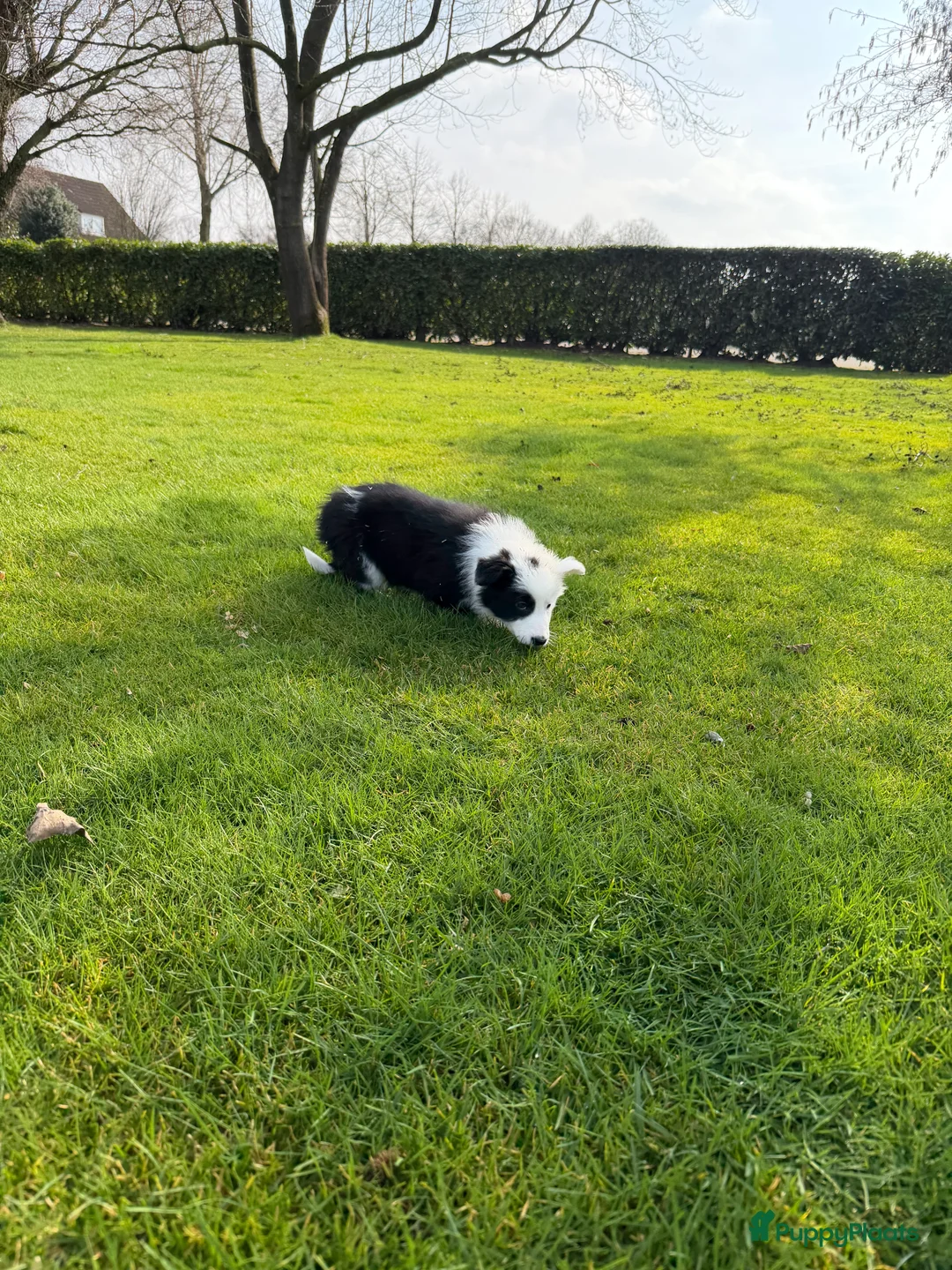 Kruising honden te koop: Australian Shepherd x Border Collie pups - Advertentie 21