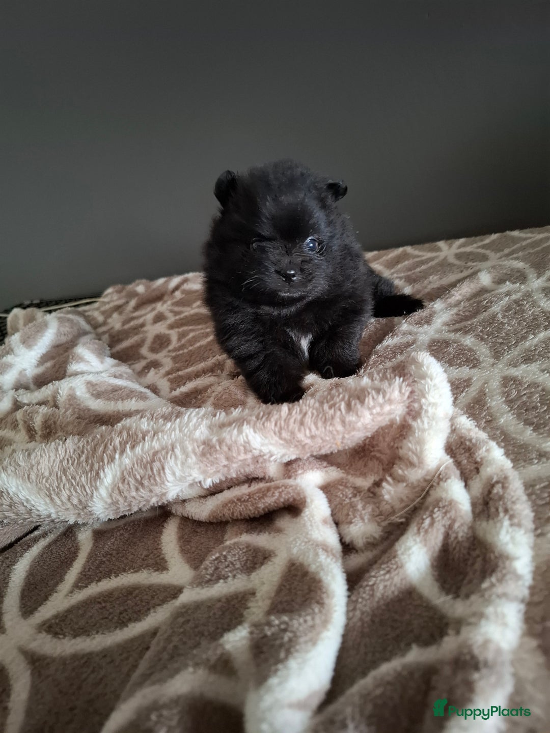 Pomeriaan honden te koop: Pomeranian pups met stamboom en geteste ouders  - Afbeelding 8