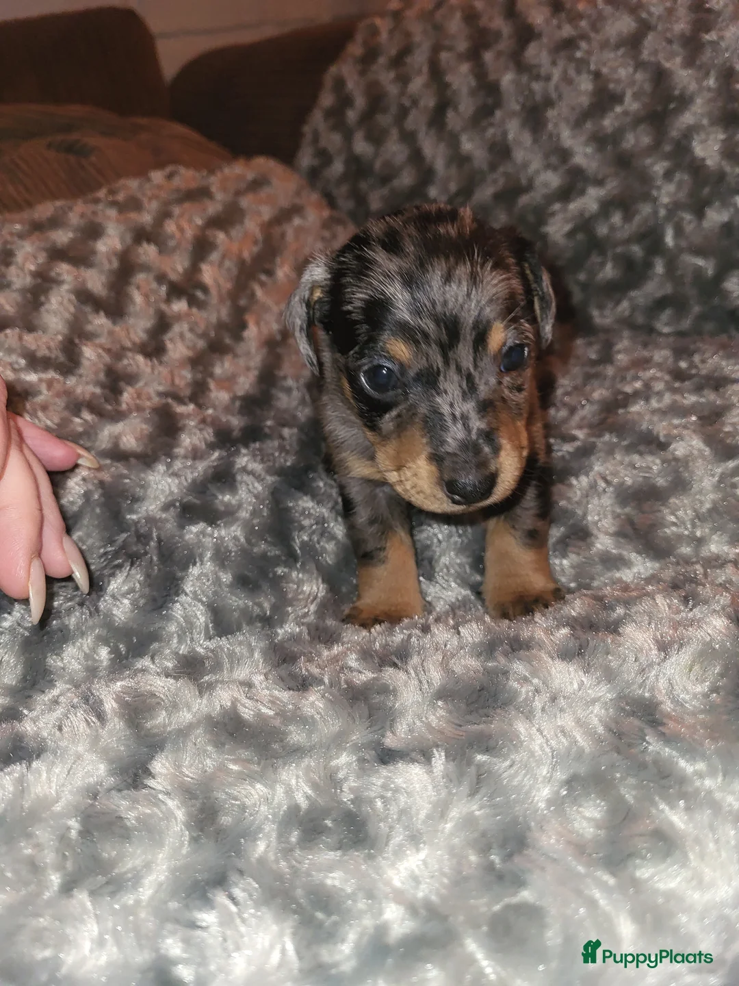 Jack Russel Terriër honden te koop: merle pups - Advertentie 6