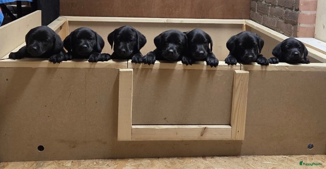 Labrador Retriever honden Fieldtrial werklijn labrador pups - Advertentie 4