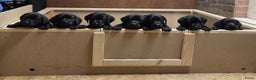 Labrador Retriever honden te koop: Fieldtrial werklijn labrador pups - Advertentie 1