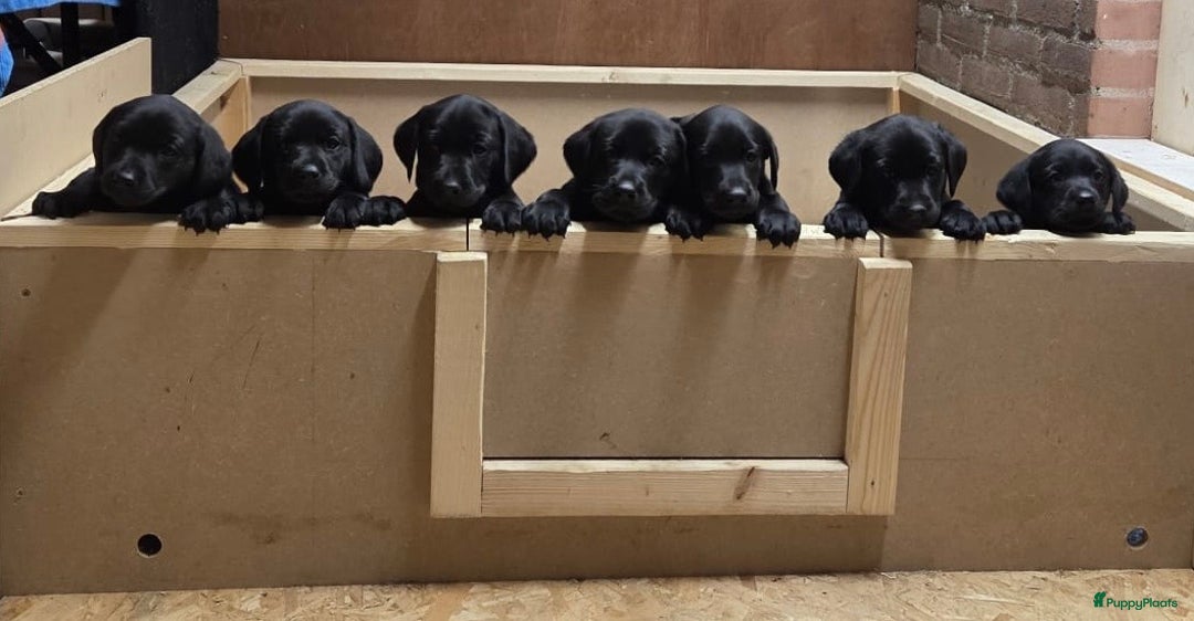 Labrador Retriever honden te koop: Fieldtrial werklijn labrador pups - Advertentie 1