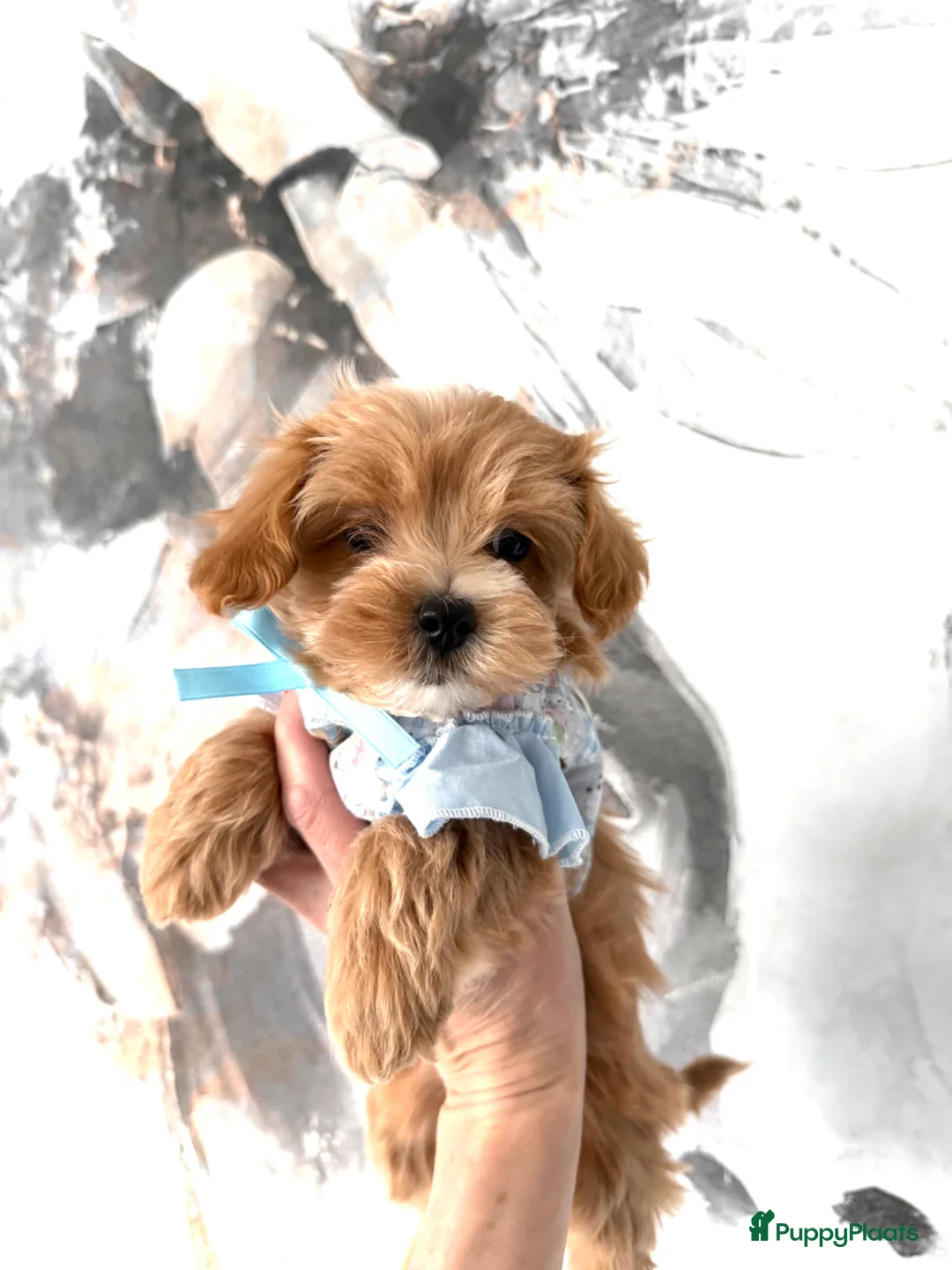 Maltipoo honden te koop: Prachtige mini MALTIPOO  pups mogen bijna verhuize - Advertentie 16