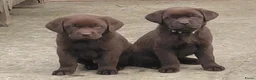 Labrador Retriever honden te koop: Raszuivere chocolade labrador pups. - Advertentie 4