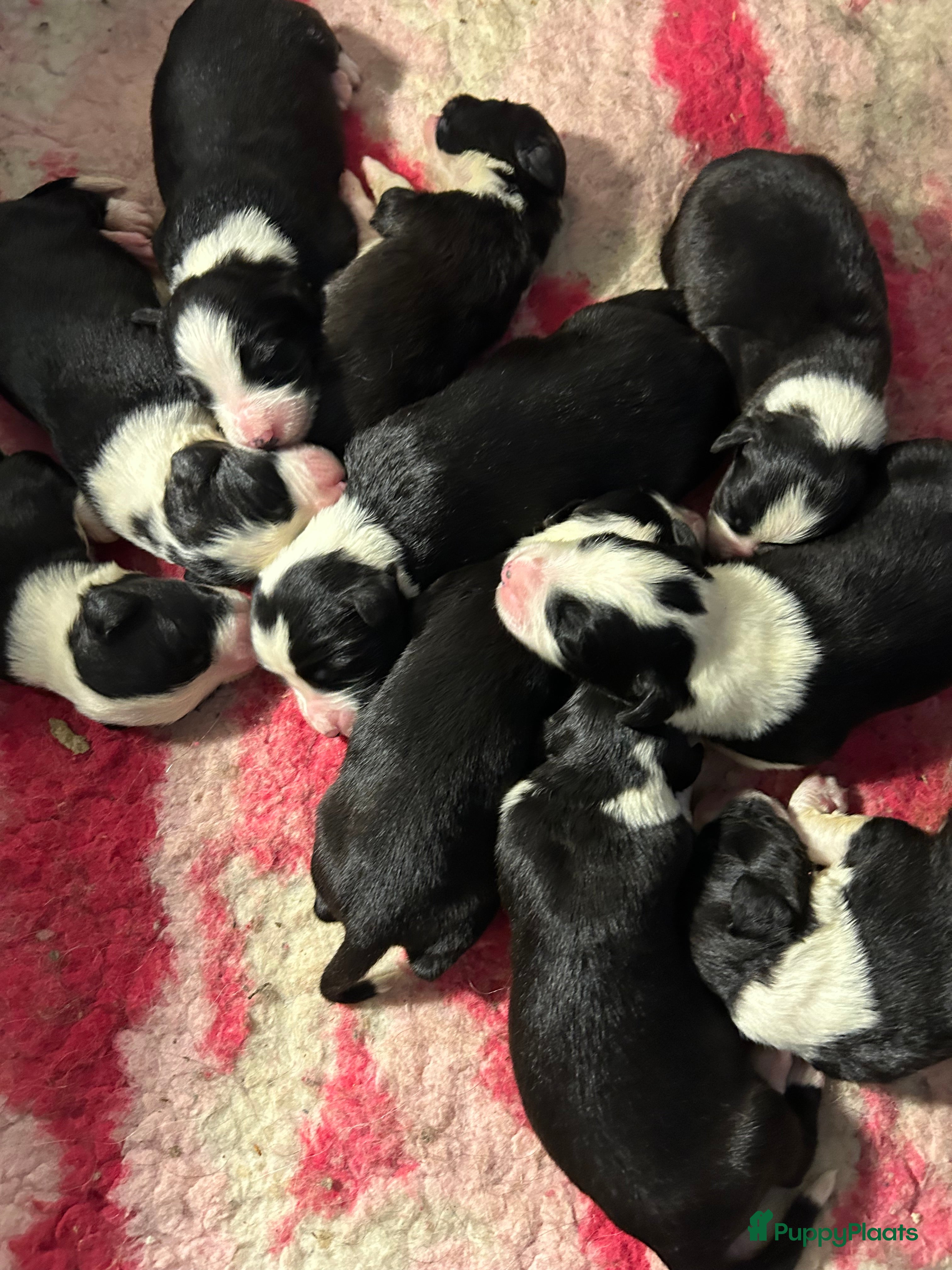 Bearded Collie honden Prachtige en lieve Bearded Collie pups  - Advertentie 2