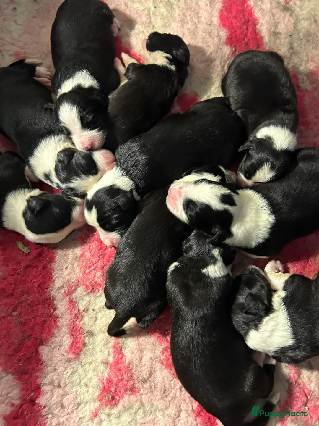 Bearded Collie honden te koop: Prachtige en lieve Bearded Collie pups  - Advertentie 2
