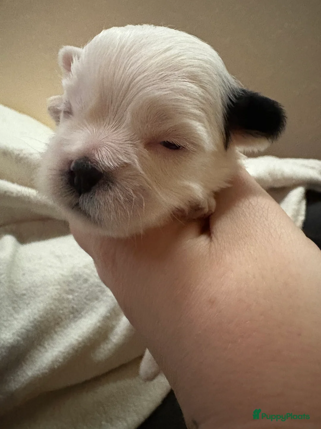 Shih Tzu honden te koop: Boomertjes - Advertentie 13