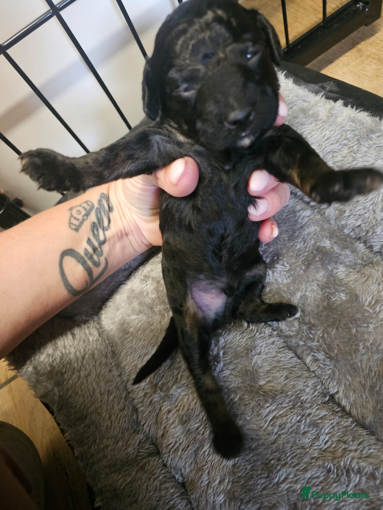 Poedel Toy honden te koop: Knappe toy poedel pups - Advertentie 18