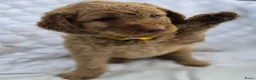 Labradoodle honden te koop: Hele mooie medium doodle half Australian bloed🩵🤩 - Advertentie 13