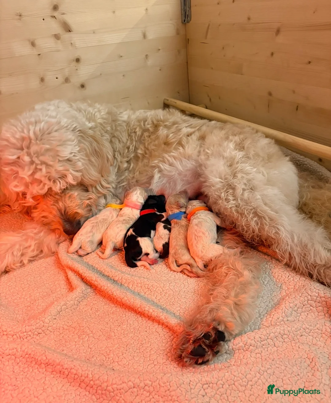 Goldendoodle honden te koop: Exclusieve Goldendoodle puppy’s large formaat in Diepenheim - Advertentie 2