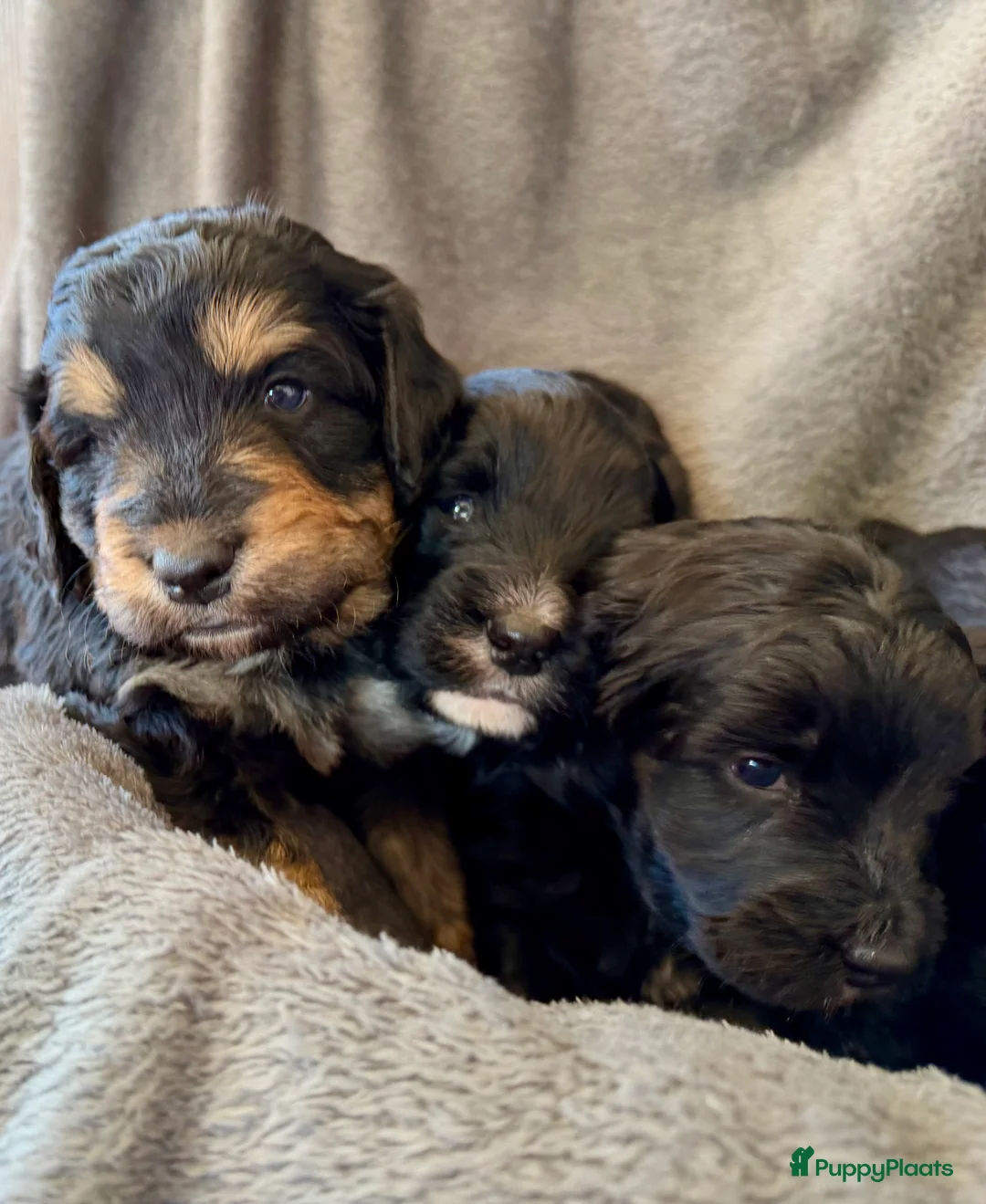 Bernedoodle honden te koop: Mini Bernedoodle pups te koop - Advertentie 3