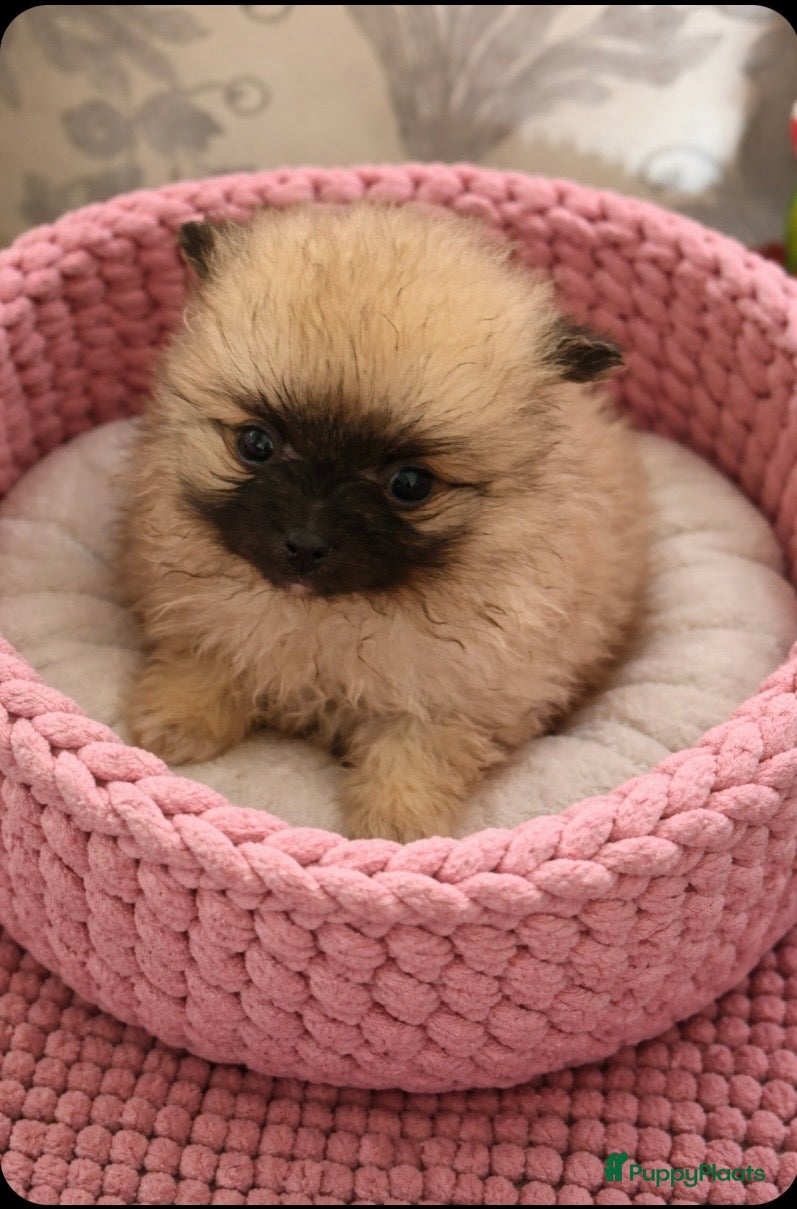 Pomeriaan honden 5 Pomeranian pupjes  geboren 28-01-2026 - Advertentie 5