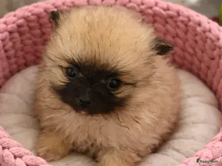 Pomeriaan honden 5 Pomeranian pupjes geboren 28-01-2026 - Advertentie 5