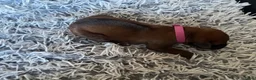 Rhodesian Ridgeback honden te koop: Pups met stamboom Rhodesian Ridgeback  - Advertentie 15