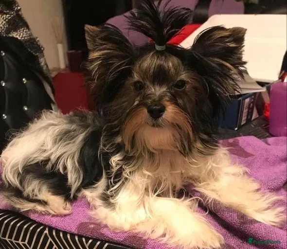 Galerij afbeelding {{count}}