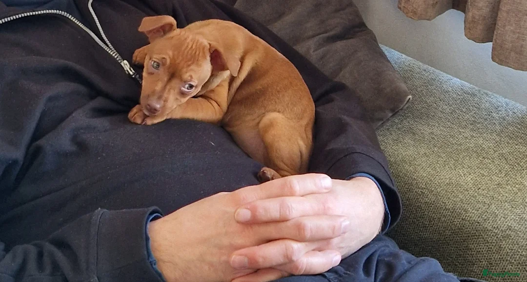 Dwergpinscher honden te koop: Dwergpinschers puppy's  - Advertentie 1