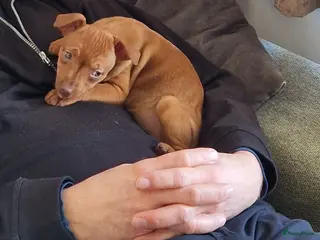 Dwergpinscher honden Dwergpinschers puppy's - Advertentie 1