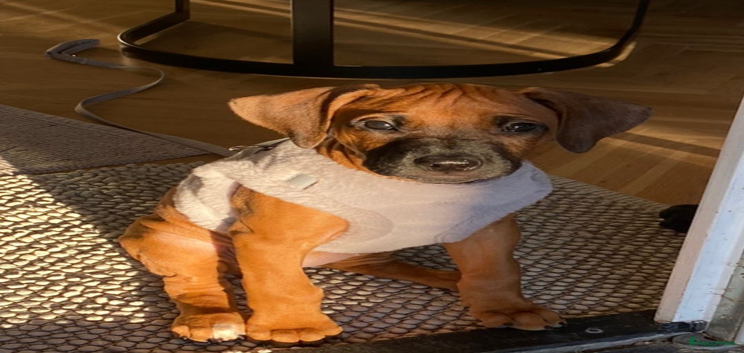 Galerij afbeelding {{count}}