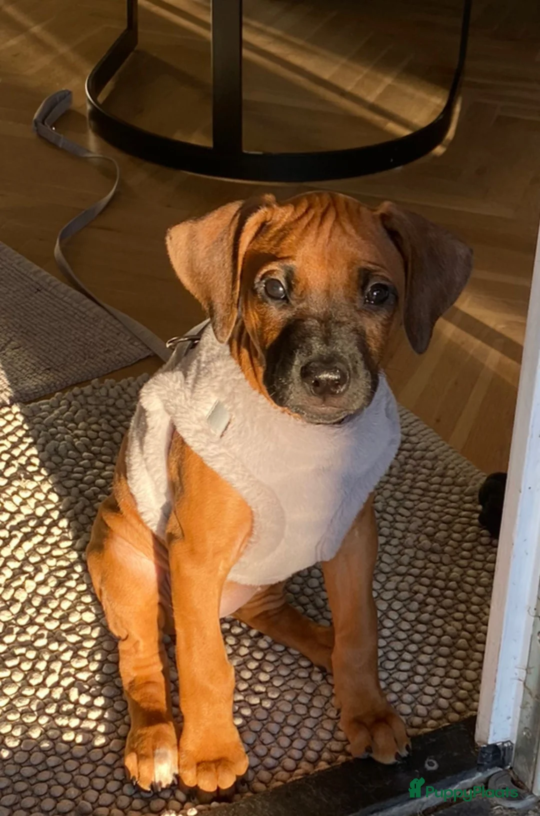 Galerij afbeelding {{count}}