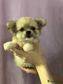 Pomchi Puppy 3