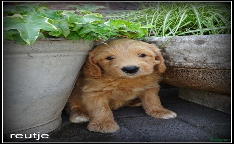Labradoodle honden - Advertentie 2
