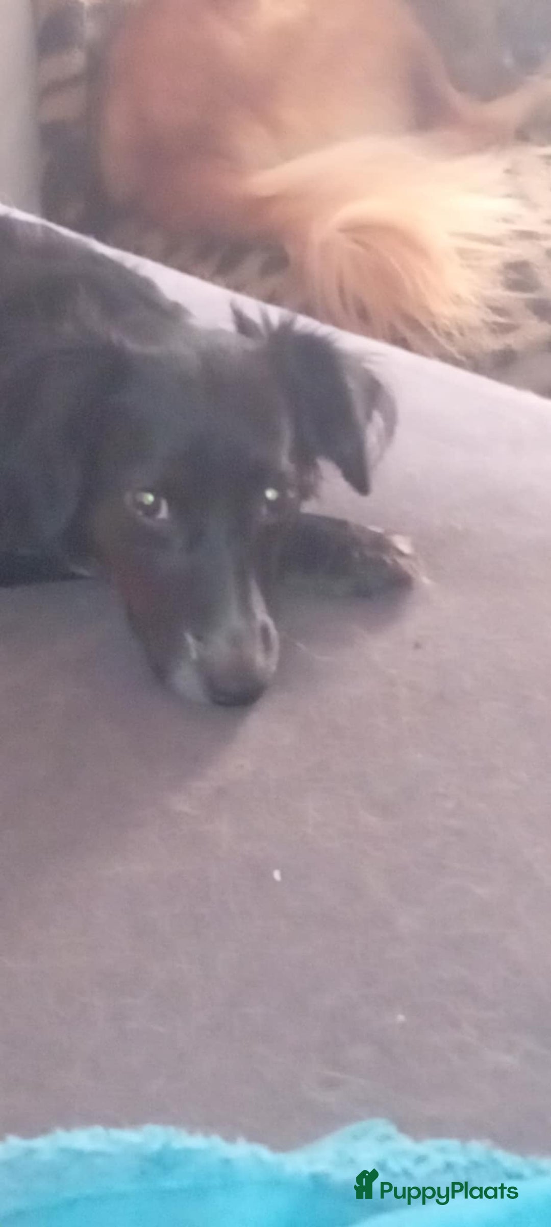 Kruising honden te koop: Wendy zoekt baasje - Advertentie 3