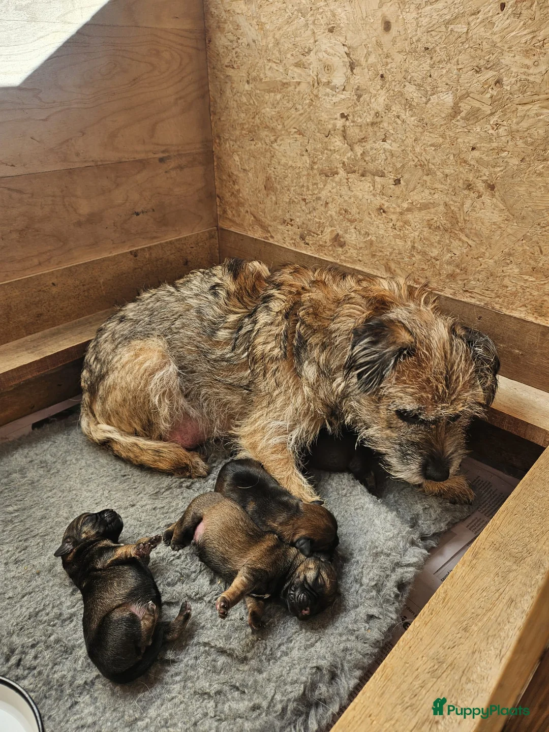 Border Terriër honden te koop: Border terriër pups - Advertentie 5