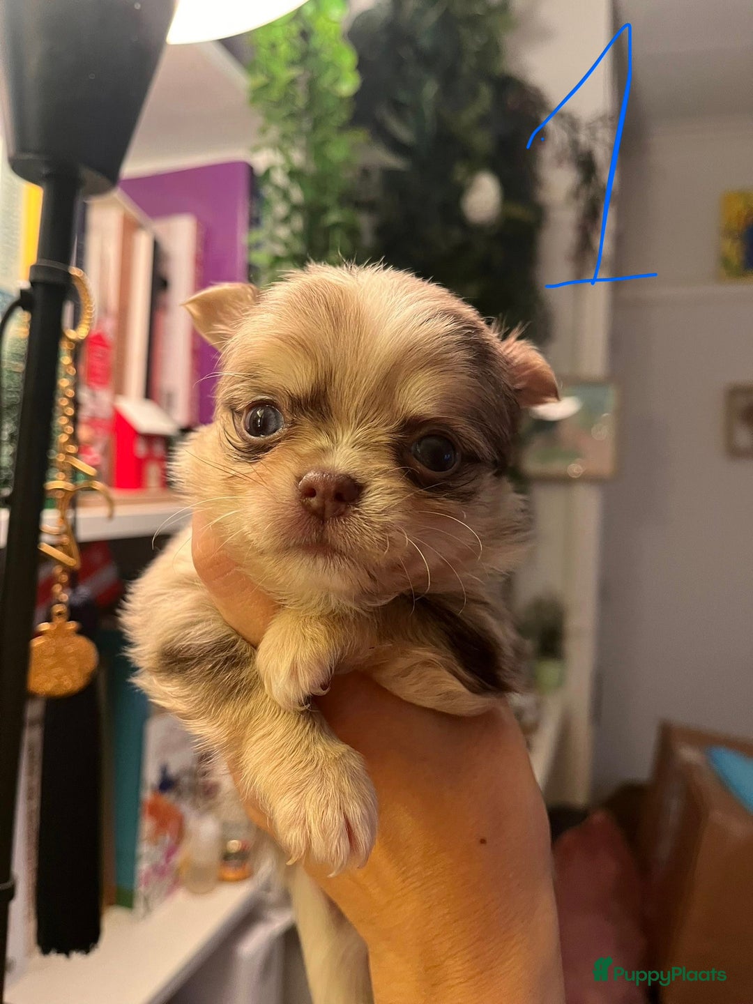 Chihuahua honden te koop: 3 prachtige Chihuahua-pups beschikbaar. - Advertentie 7