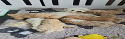 Maltipoo honden te koop: Mooie lieve maltipoo pup pups maltezer toy poedel  - Advertentie 1