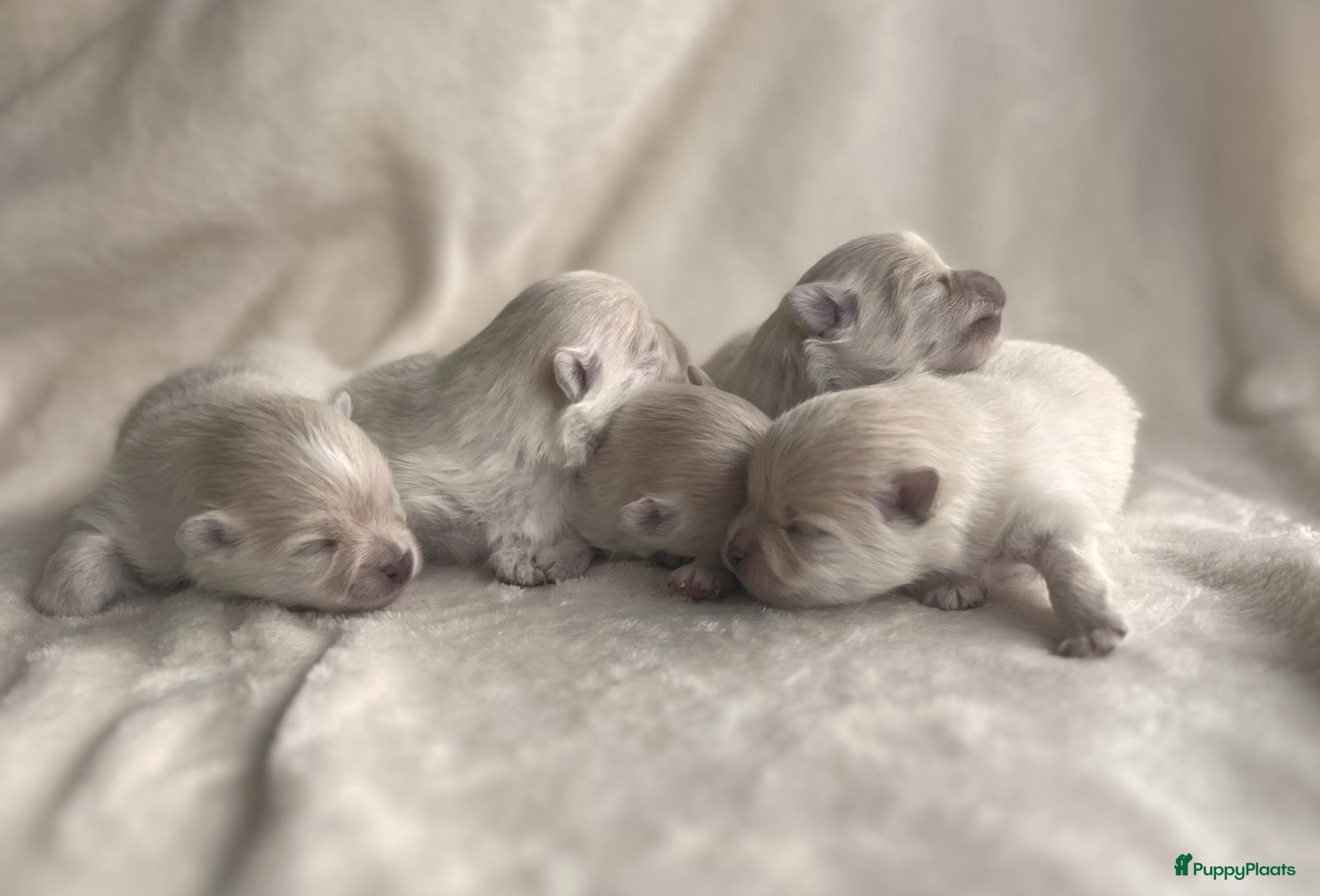Pomeriaan honden Prachtige crèmekleurige pomeriaan pups (dwergkees) - Advertentie 2