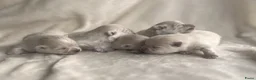 Pomeriaan honden te koop: Prachtige crèmekleurige pomeriaan pups (dwergkees) - Advertentie 1
