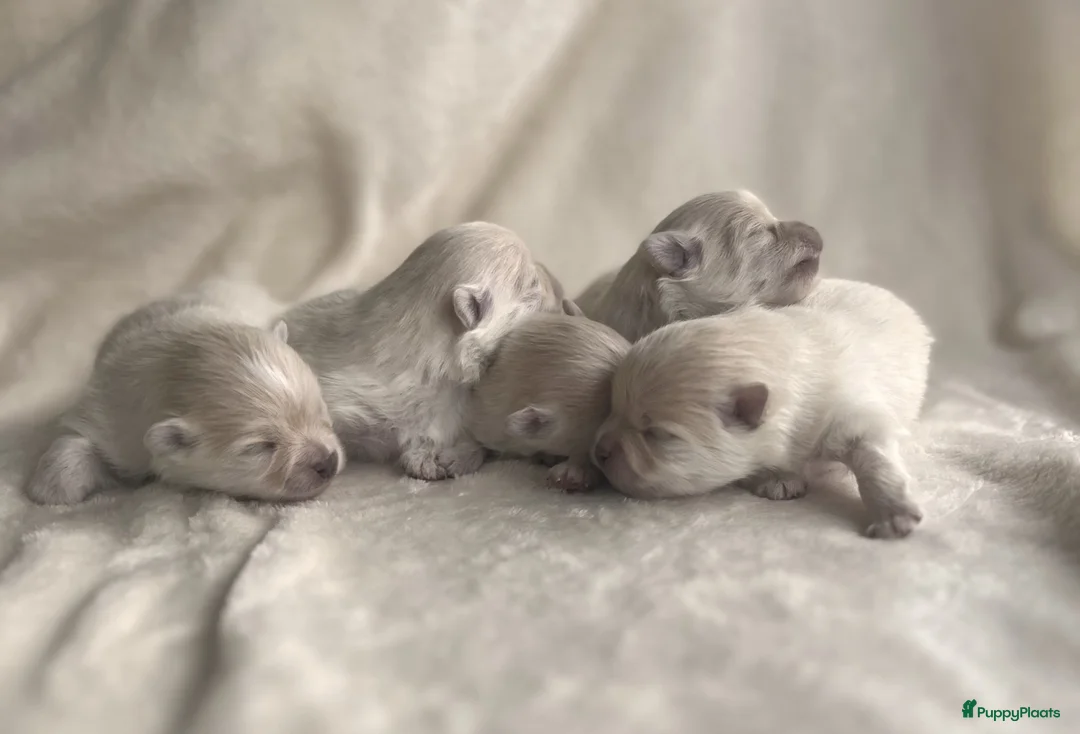 Pomeriaan honden te koop: Prachtige crèmekleurige pomeriaan pups (dwergkees) - Advertentie 1