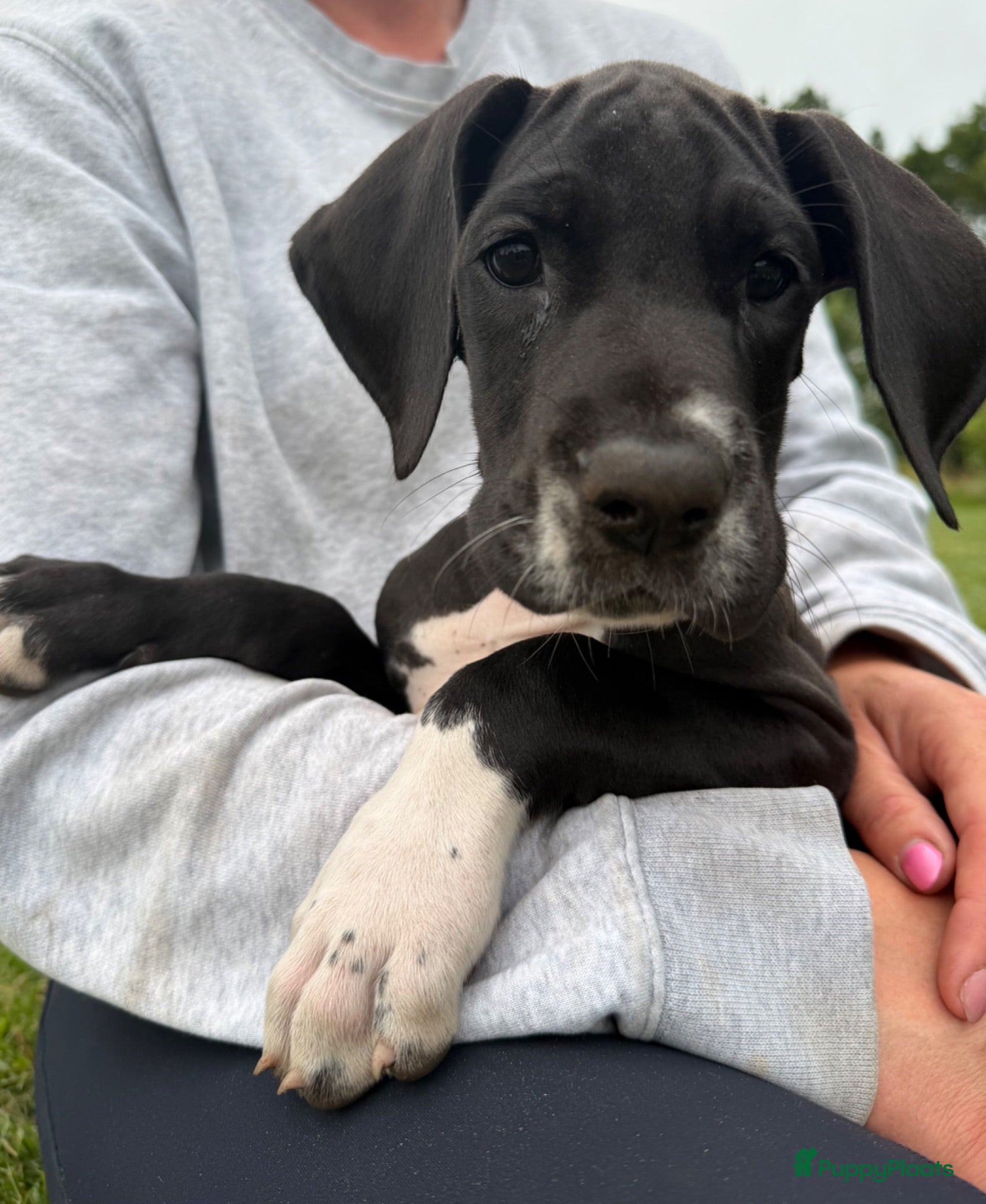 Duitse Dog honden Mooie Duitse Dog pups met stamboom  - Advertentie 1