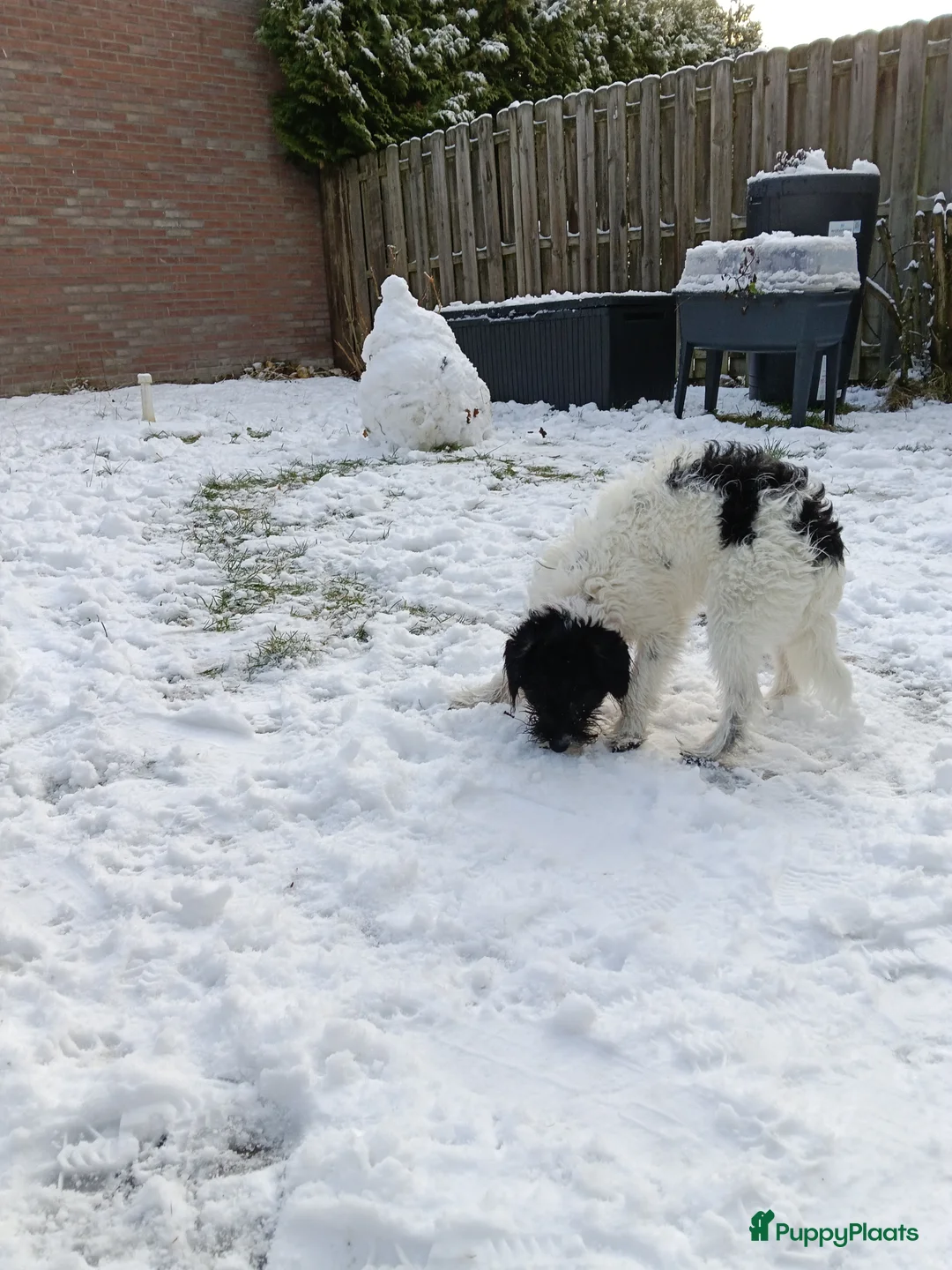 Kruising honden te koop: Maltipoo pup - Advertentie 12