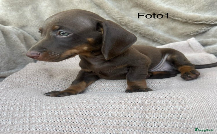Teckel (korthaar)  honden - Advertentie 6