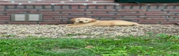 Golden Retriever honden te koop: Prachtige golden retriever pups (geteste ouders) - Advertentie 2