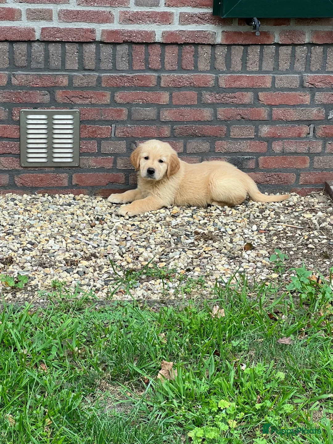 Golden Retriever honden te koop: Prachtige golden retriever pups (geteste ouders) - Advertentie 2