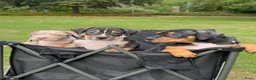 Amerikaanse Bully honden te koop: American Bully xl puppy’s  in Eindhoven - Advertentie 8