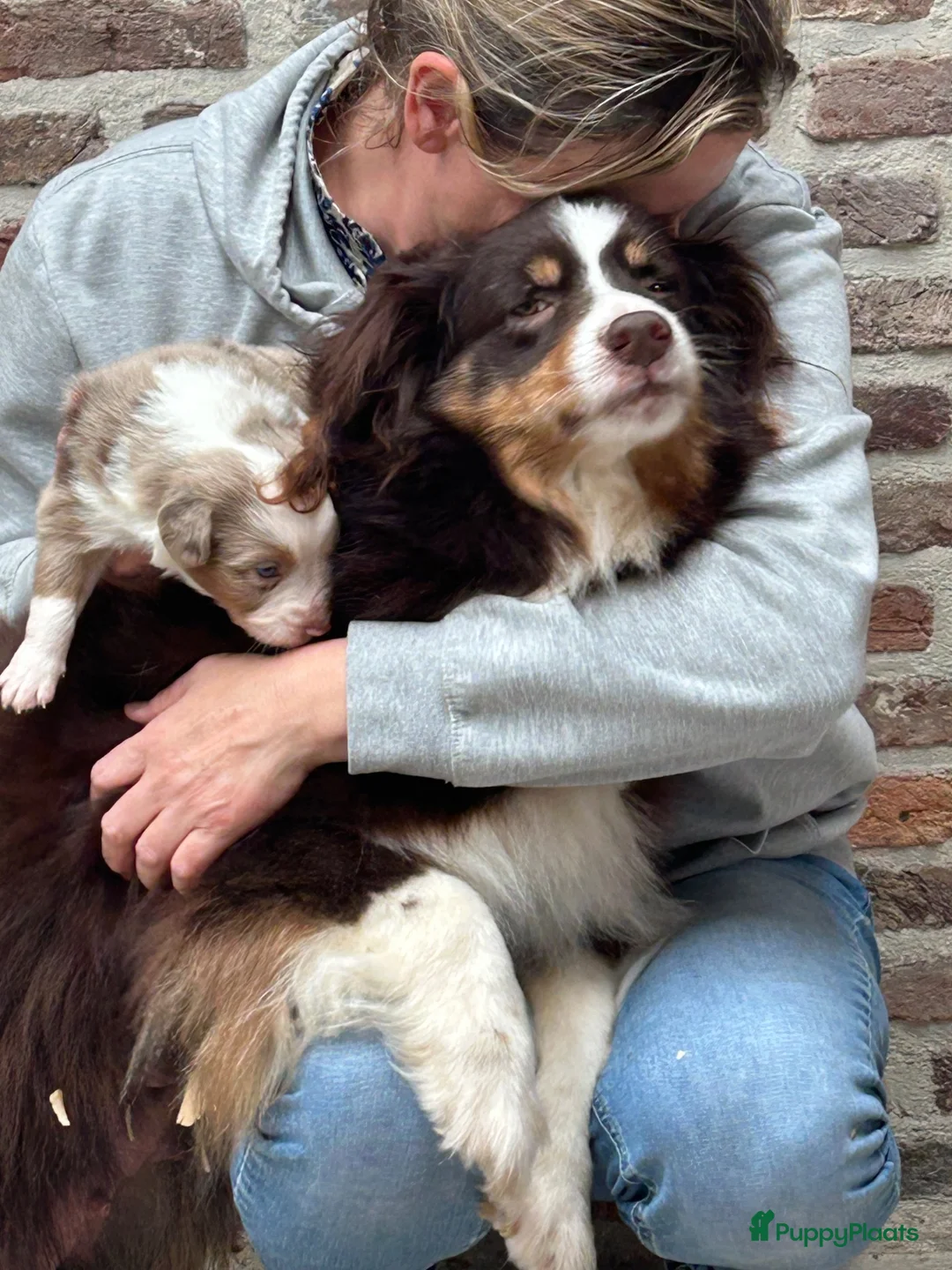 Miniature American Shepherd honden te koop: Miniature American shepherd teefje - Advertentie 9