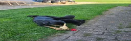 Rottweiler honden te koop: Super lieve sociale puppy's  - Advertentie 3