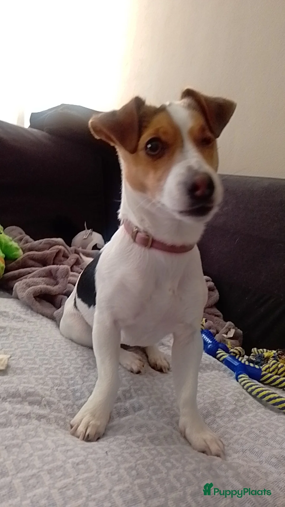 Jack Russel Terriër honden te koop: Lieve mini jackrussel - Advertentie 7