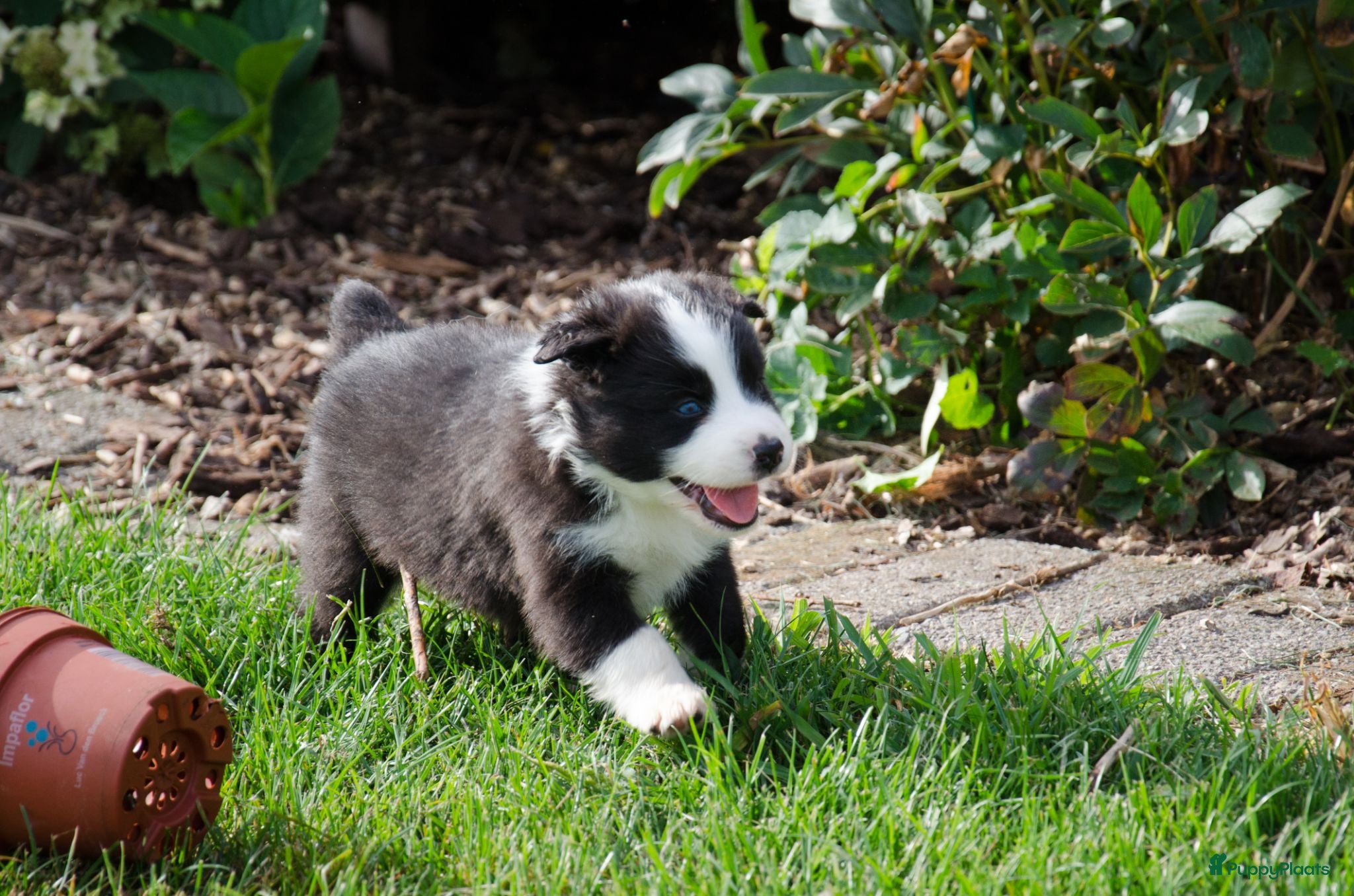 Border Collie honden Border collie geboren op boerderij (BE) - Advertentie 1