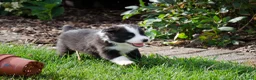 Border Collie honden te koop: Border collie geboren op boerderij (BE) - Advertentie 11