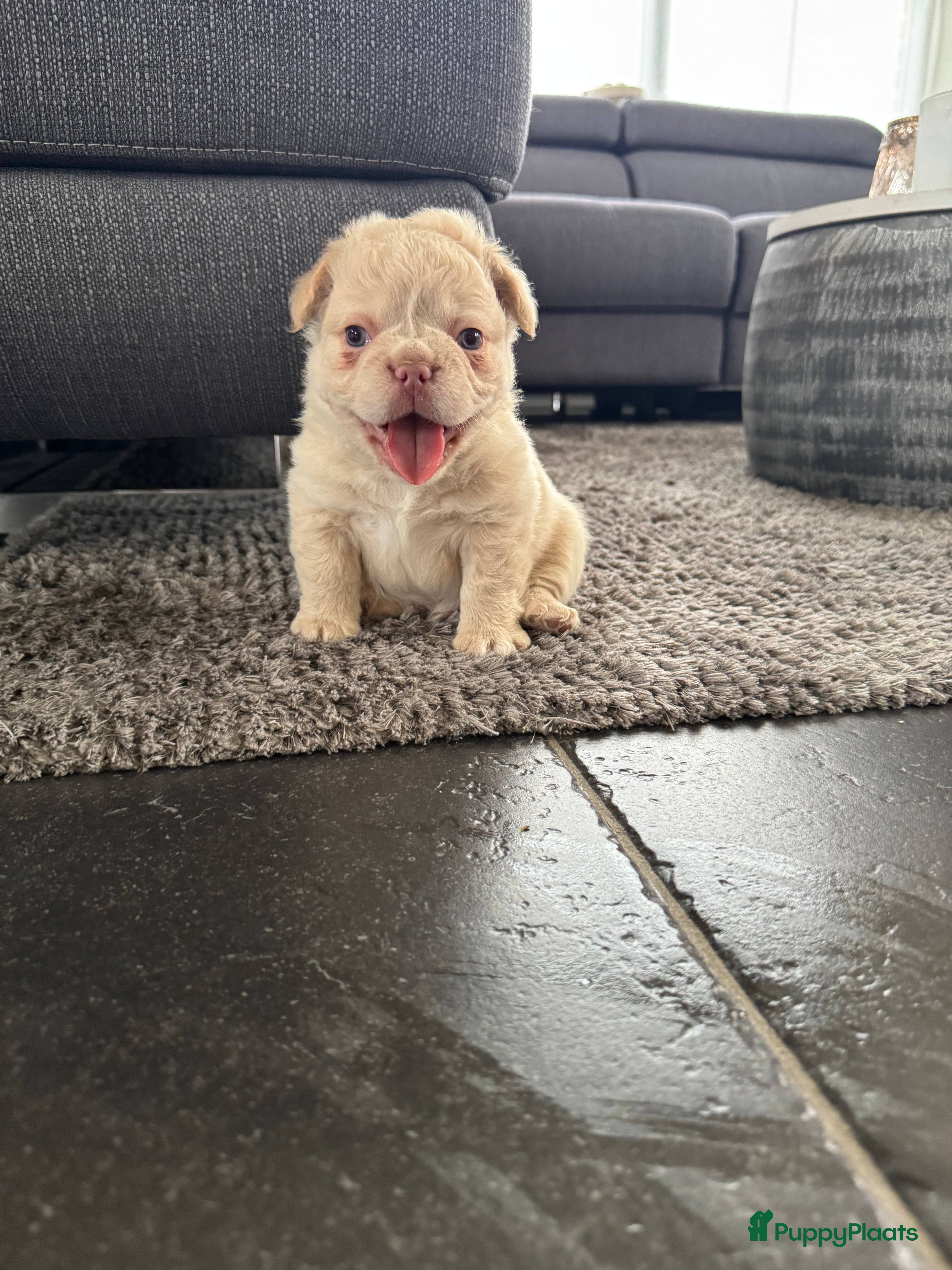 Franse Bulldog honden Franse Bulldog fluffy  Isabella  / Lilac tan  - Advertentie 2