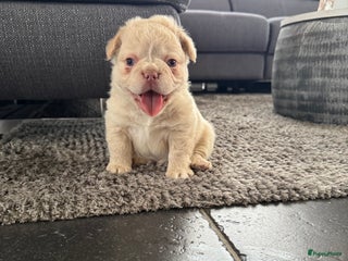 Franse Bulldog honden Franse Bulldog fluffy Isabella / Lilac tan - Advertentie 2